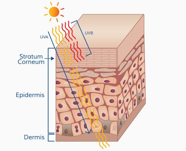Проникновение ультрафиолетовых лучей в кожу